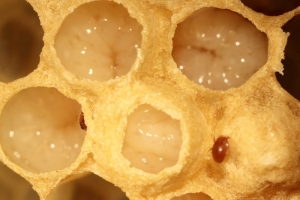 Drohnenbrut mit Varroamilben